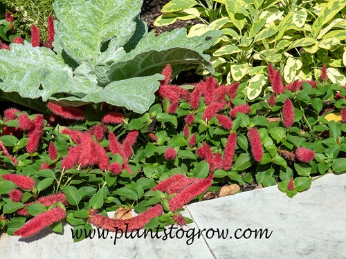 Firetail Plant (Acalypha pendula)